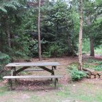 vakantiehuis huren natuur bos drenthe norg pallieter