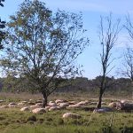 vakantiehuis huren drenthe norg