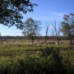 natuur vakantiehuis huren drenthe norg